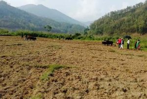 बाँझो जमिनमा चिया खेती