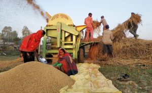 धान उत्पादन ७ प्रतिशत बढ्यो, खेती हुने क्षेत्र घट्यो