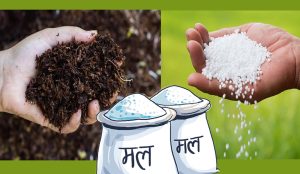 पचास हजार मेट्रिक टन मल आयात गरिँदै