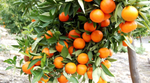 सिन्धुलीमा फस्टायो जुनार खेती