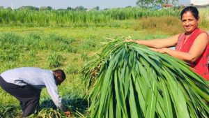 शिक्षकलाई घाँस बेचेर तलब