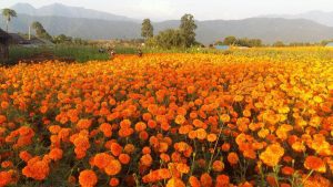 फूल खेतीका लागि चितवनमा साझेदारी कार्यक्रम सञ्चालन
