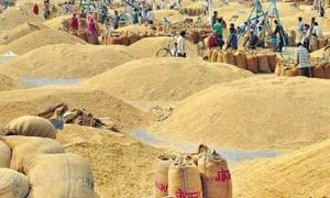 खाद्यान्नमा आत्मनिर्भर बन्दै दाङ