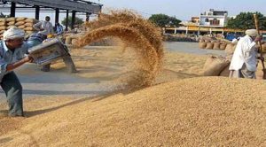 गोरखाका किसानहरू यान्त्रिकरणतर्फ आकर्षित; हिमाली भेगमा गहुँ, जौ, करु, फापर काट्न मेसिनकै प्रयोग
