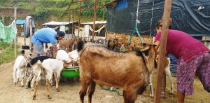 विदेशबाट फर्केका युवा कृषि व्यवसायमा जुट्दै
