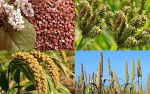 स्थानीय खाद्यान्नको माग बढ्दै गर्दा उत्पादन घट्दो