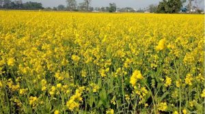 तोरीखेतीमा कृषकको आकर्षण बढयो