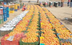 सर्लाहीमा गोलभेंडाको उचित मूल्य नपाउँदा किसान मारमा