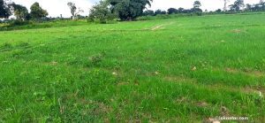 गगनगौँडा फाँटमा उत्पादन बढ्दै, जमिन घट्दै