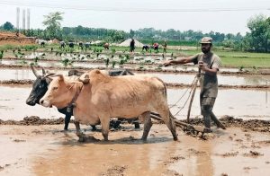 गोरु पाल्ने कृषकलाई १० हजार अनुदान