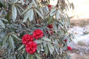 गुराँसै फूल्यो वनैमा …