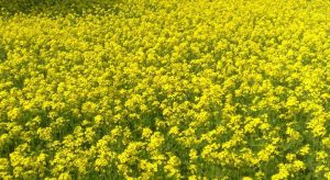 विद्यालयको बाँझो जमिनमा तोरी खेती