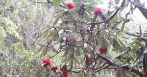 पानी नपर्दा शिवपुरीमा याे वर्ष राम्ररी गुराँस फुल्न सकेकाे छैन