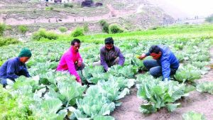 विदेशबाट फर्किएर व्यावसायिक तरकारी खेती
