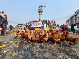 अण्डा र कुखुरा सडकमा फालेर किसानको विरोध