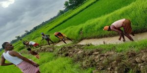 छुट र सुविधाले किसान आकर्षित