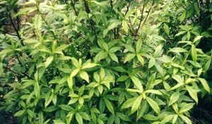 मासीदै गएको अर्गेली खेतीले बजार पाउन थालेपछि किसान उत्साहित