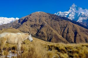 खुमइडाँडालाई काखमा राखेर बसेको माछापुच्छ्रे