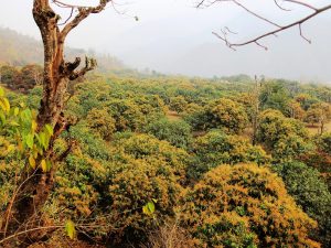 ढकमक्क फुल्न थाले आँप