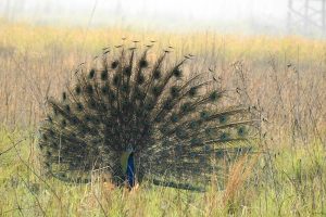 शुक्लाफाँटामा आकर्षक नाच नाच्दै मयुर