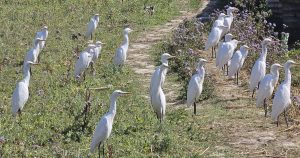 आहारा खाेज्दै बकुल्लाकाे बथान
