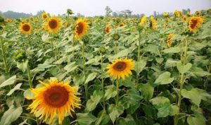 सूर्यमुखी फुलको खेती