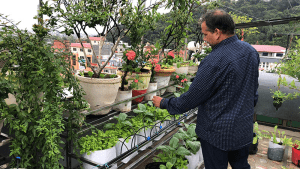 कौसी तरकारी खेती गर्न बिरुवा वितरण