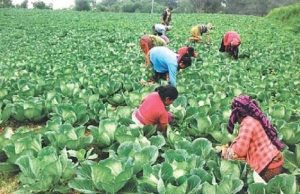 तरकारी खेतीबाट जीविकोपार्जन गर्दैवादी तथा गन्धर्व समुदायका महिला