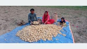 रामपुरका किसानलाई आलु स्याहार्ने चटारो