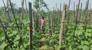 विदेशबाट फर्किएर नेपालमै वार्षिक करोडाैं आम्दानी गर्दै मिया