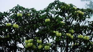 ताप्लेजुङको पाथिभरा क्षेत्रमा ढकमक्क फुलेको सेतो गुराँस ।