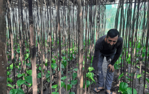 झापाको बाहुनडाँगीमा हात्तीमैत्री ‘सामूहिक खेती’
