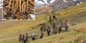 मुगुको पाटनमा यार्सा टिप्न पुगेकाको दुर्घटना बीमा