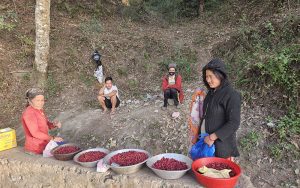 काफल व्यापार…
