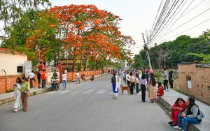 ढकमक्क गुलमोहर