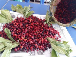 काफल बेचेर दैनिक २ हजार आम्दानी गर्दै किसान