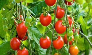 उचित मूल्य नपाउँदा गोलभेँडा बारीमै