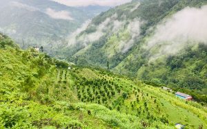 सुन्तला बगैचा