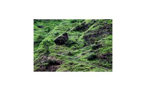 रेलिङसहितको पदमार्ग