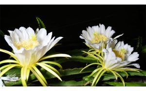 ड्रगन फ्रुटको फूल ‘रातकी रानी’