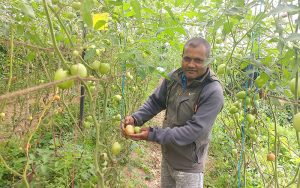 गोलभेडा खेती