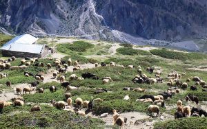 भेडाच्याङ्ग्रा