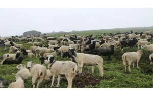 खर्कमा भेडा