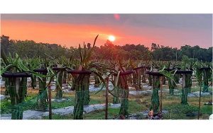 उदाउँदो सूर्य