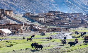 उपल्लो मुस्ताङमा ‘सेटलाइट कृषि फार्म’