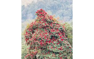 माघमै फूल्यो लालीगुराँस