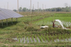 मनसुन र मलको अभावले रोपाइँ प्रभावित, किसान चिन्तित