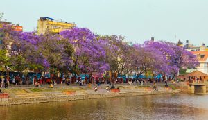 ज्याकारान्डा