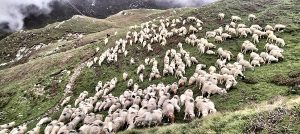 बुकी पुगेका भेडीगोठ