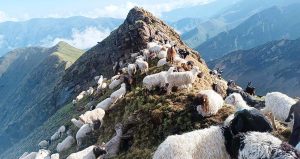 पहाडमा भेडाको चरन